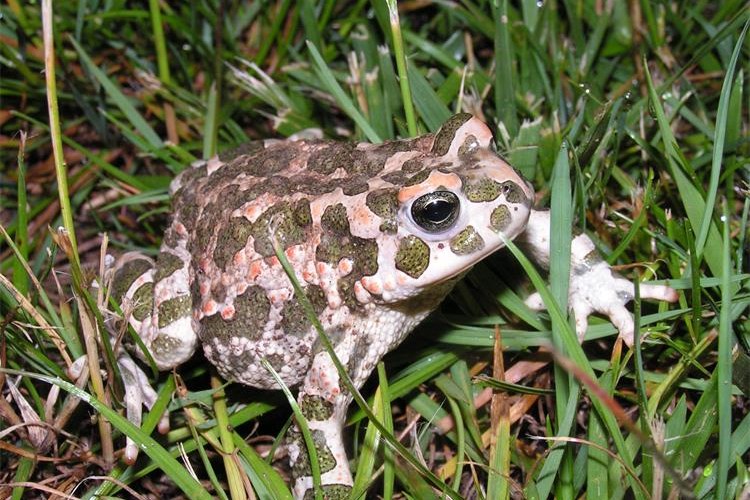 Slika /slike/Bufo viridis, D. Jelić (1).JPG